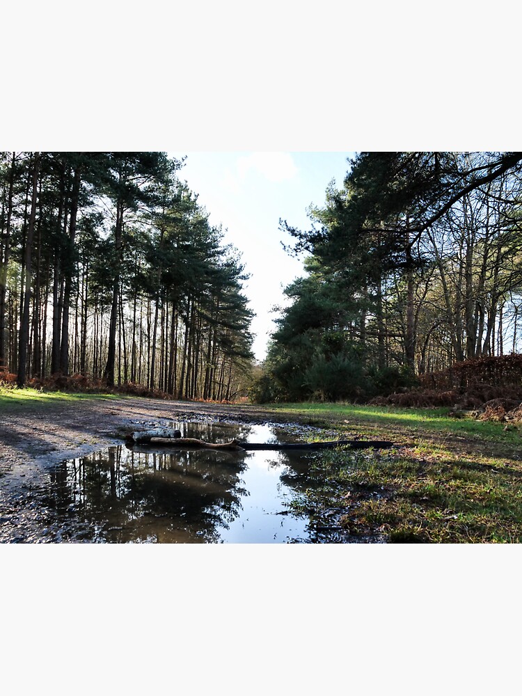 Thumbnail 3 of 3, Sticker, Reflection in Swinley Forest designed and sold by santoshputhran.