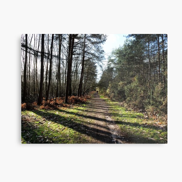Trees in Swinley forest make it great place for sunlight walk Metal Print