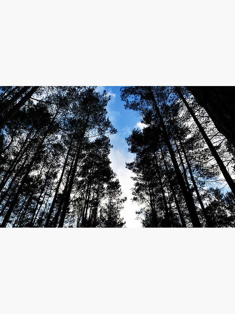 Blue skies and trees at Swinley Forest by santoshputhran