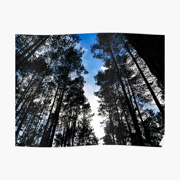 Blue skies and trees at Swinley Forest Poster