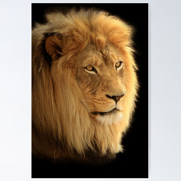 The Lion Poster