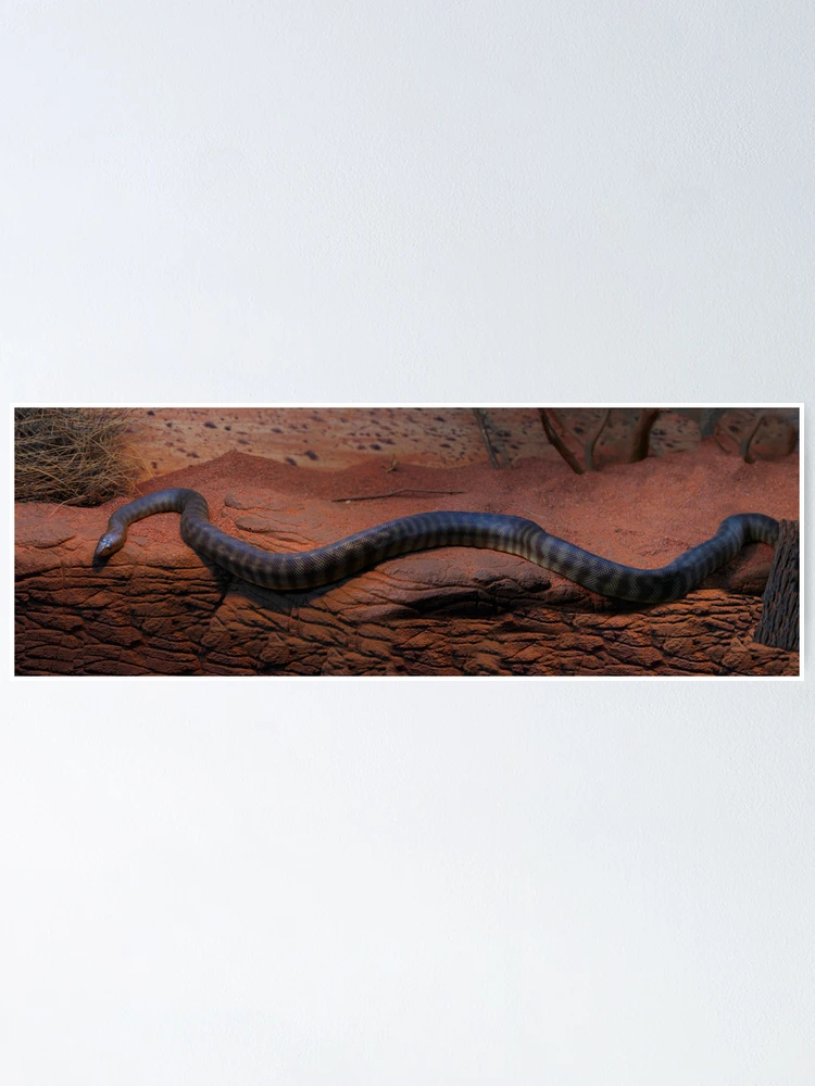 Thumbnail 1 of 3, Poster, Woma Python designed and sold by Sandra Chung.