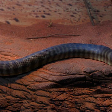Artwork thumbnail, Woma Python by Sandra Chung