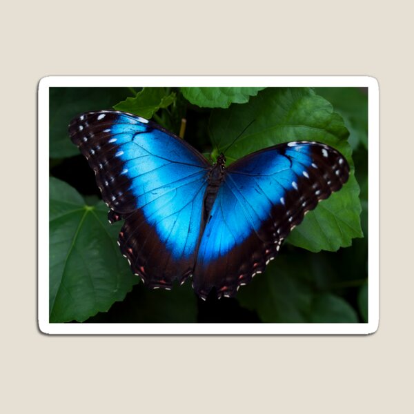 Blue Morpho Butterfly Magnet