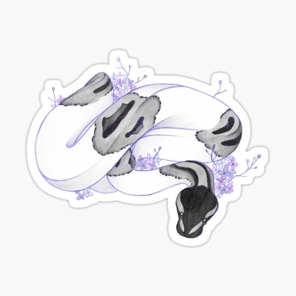 Item preview, Axanthic Pied Ball Python designed and sold by Annadrujok.