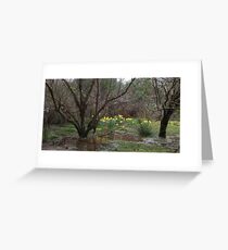 spring daffodils Greeting Card