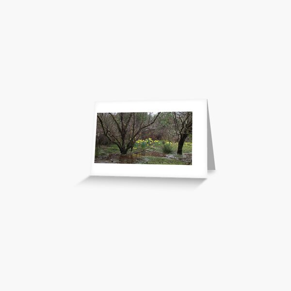 spring daffodils Greeting Card