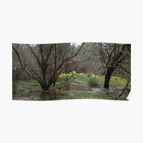 spring daffodils Poster