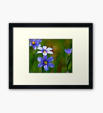 Blue-Eyed Grass Framed Print