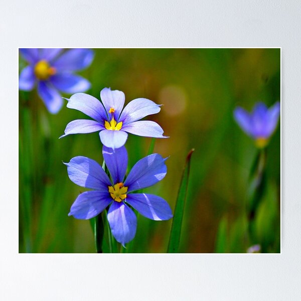 Item preview, Blue-Eyed Grass designed and sold by Bron Praslicka.