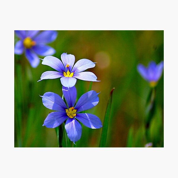Item preview, Blue-Eyed Grass designed and sold by Bron Praslicka.