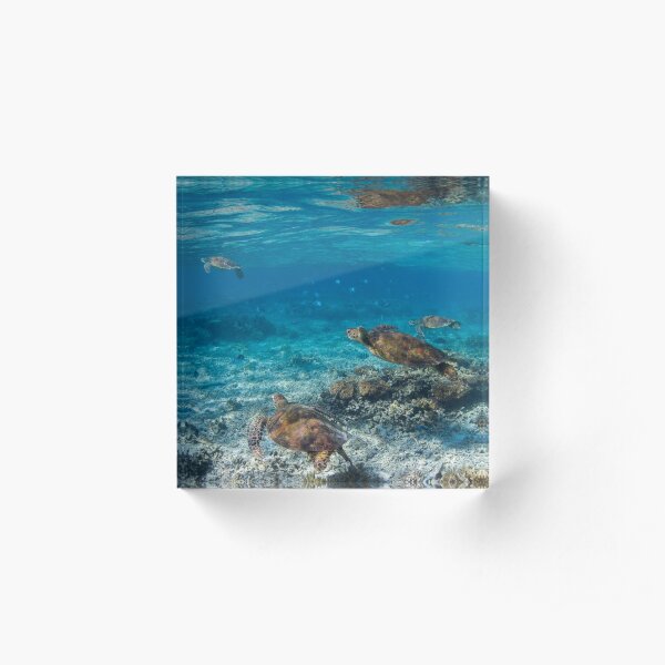 Turtle party Acrylic Block