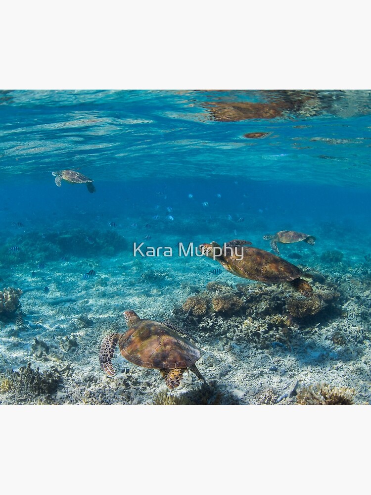 Turtle party by KaraMurphy