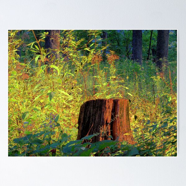 Artikelvorschau, The Shining Stump entworfen und verkauft von Brian Gaynor.