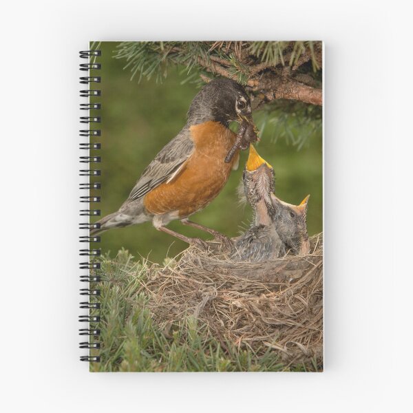 Item preview, American Robin Feeding Chicks designed and sold by Gerard Fornarotto.