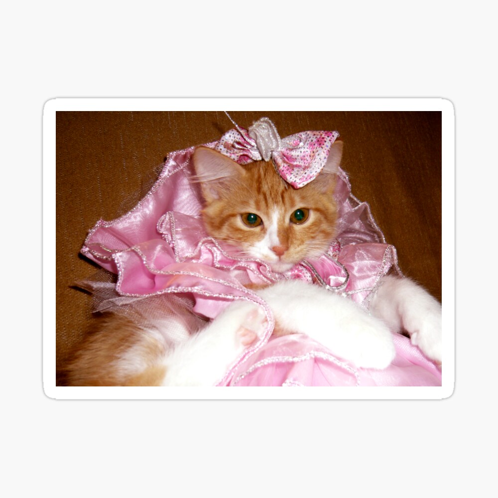 30 Custom Vintage Kitten Laundry Personalized Address Labels