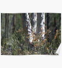 Conimbla Native Shrub Poster