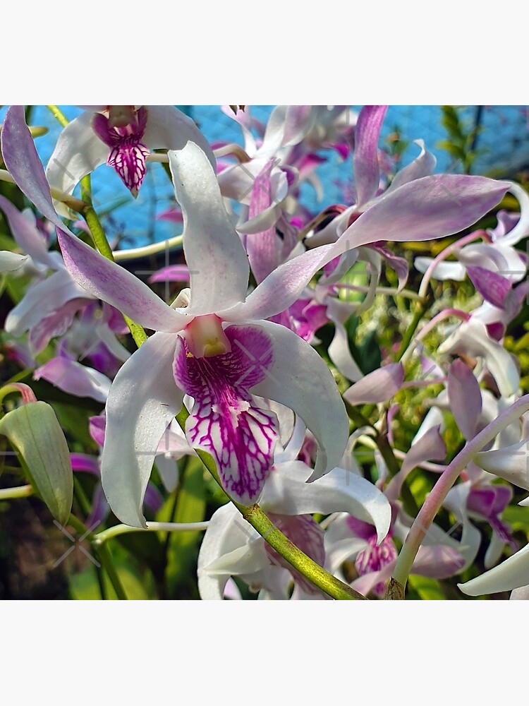 Tarjetas de felicitación «Orquídeas Blancas y Moradas» de fnq-photography |  Redbubble