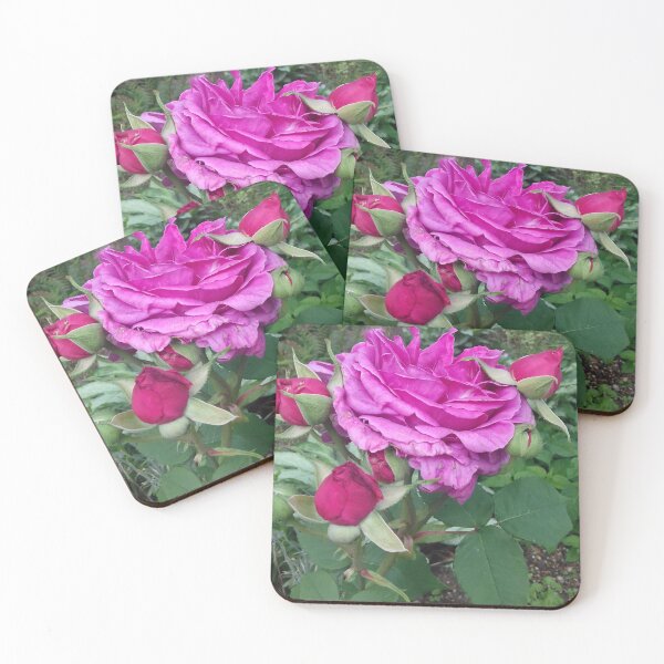 Item preview, Pink roses photograph designed and sold by esvb.