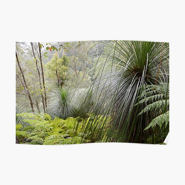 Grass trees Poster