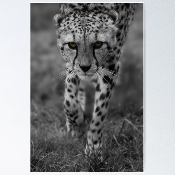 Item preview, Stalking Cheetah designed and sold by rawshutterbug.
