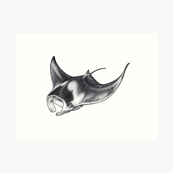 【JOLYN】 MANTA RAY(PRINTS)(2505) /追跡付 aps,504x498,large,transparent-