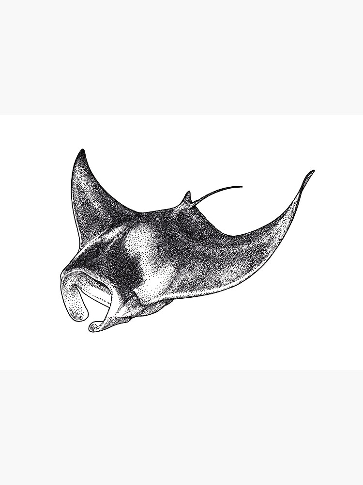 Giant Oceanic Manta Ray