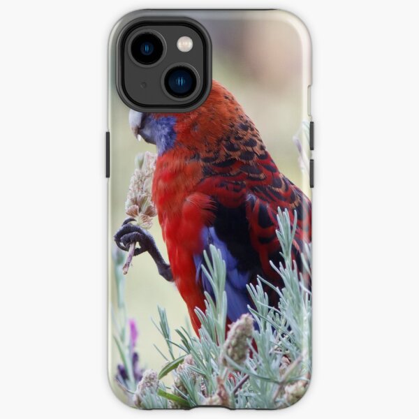 Crimson Rosella - Platycercus elegans iPhone Tough Case