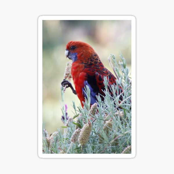 Crimson Rosella - Platycercus elegans Sticker