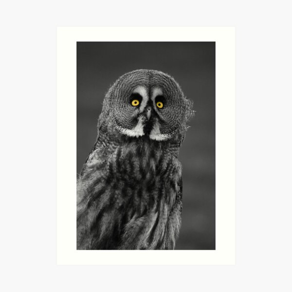 Great Grey Owl Art Print