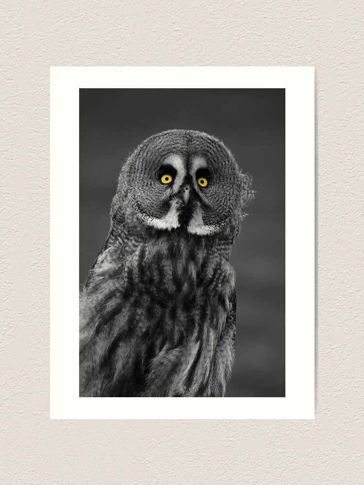 Alternate view of Great Grey Owl Art Print