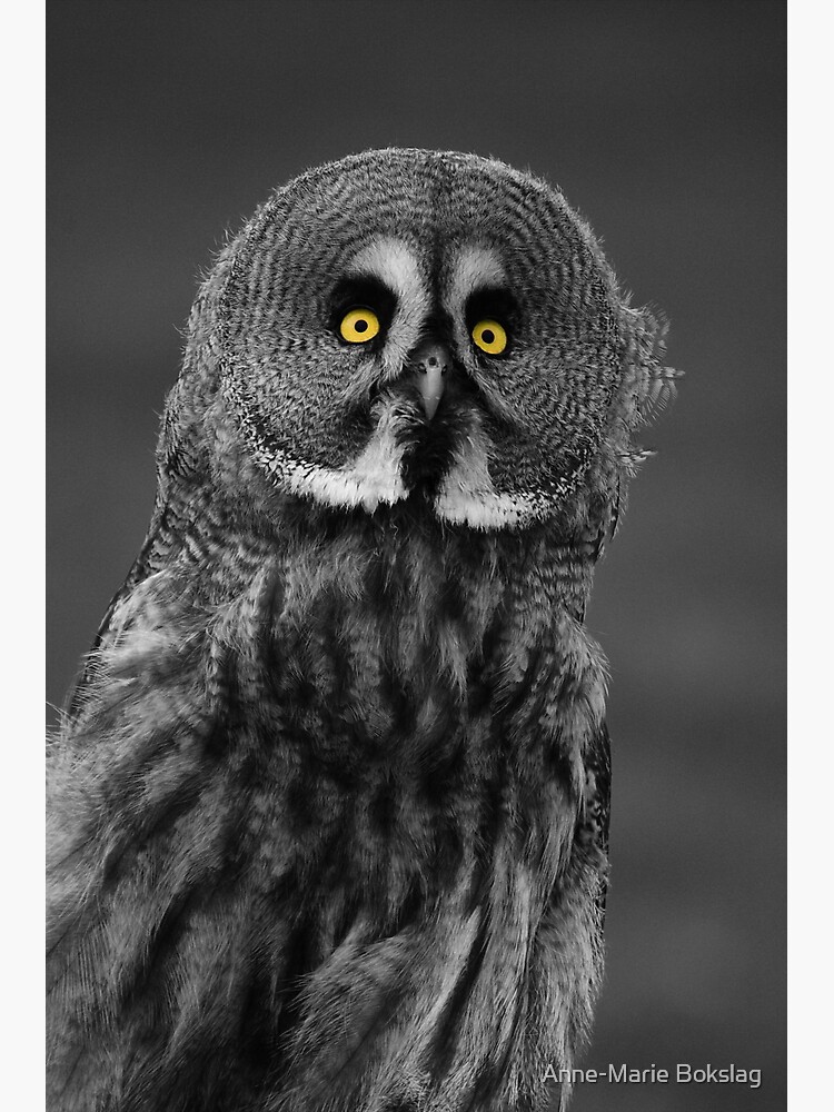 Great Grey Owl by amb1946
