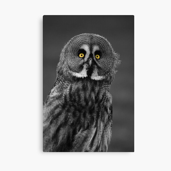 Great Grey Owl Canvas Print