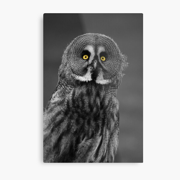 Great Grey Owl Metal Print