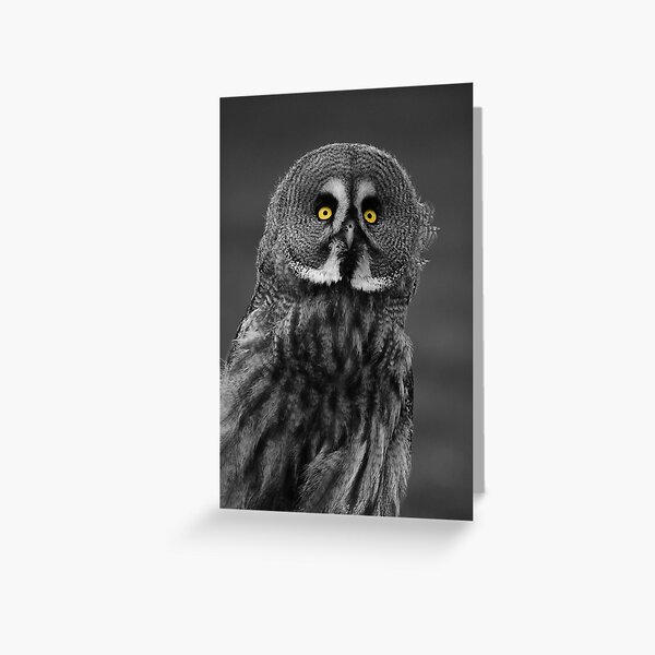 Great Grey Owl Greeting Card