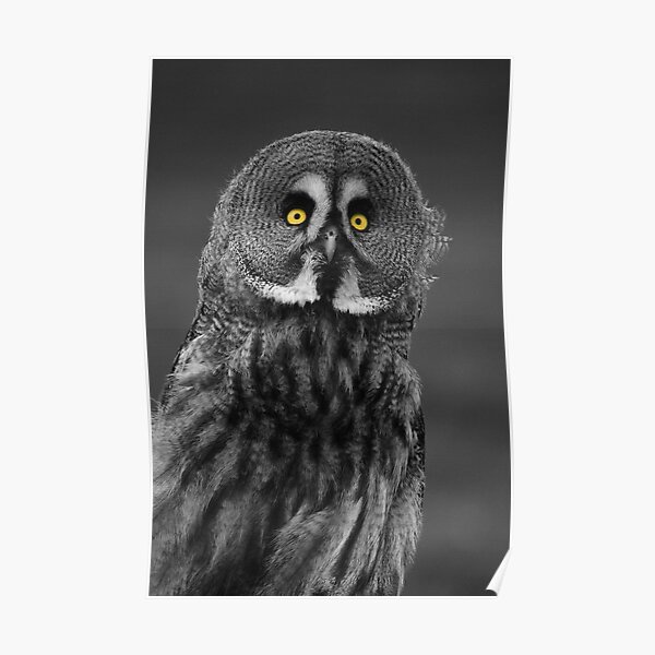 Great Grey Owl Poster