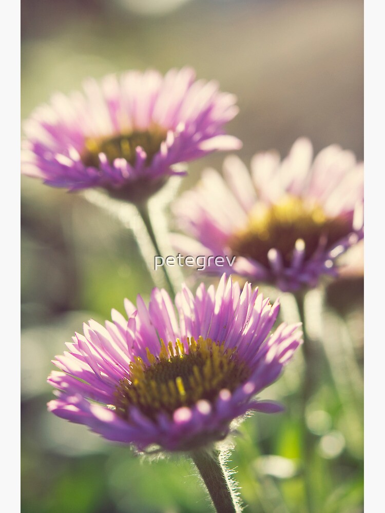 Day 68 - 16th September 2011 by petegrev