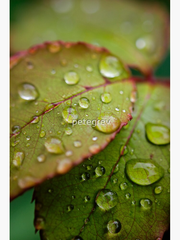Day 69 - 17th September 2011 by petegrev