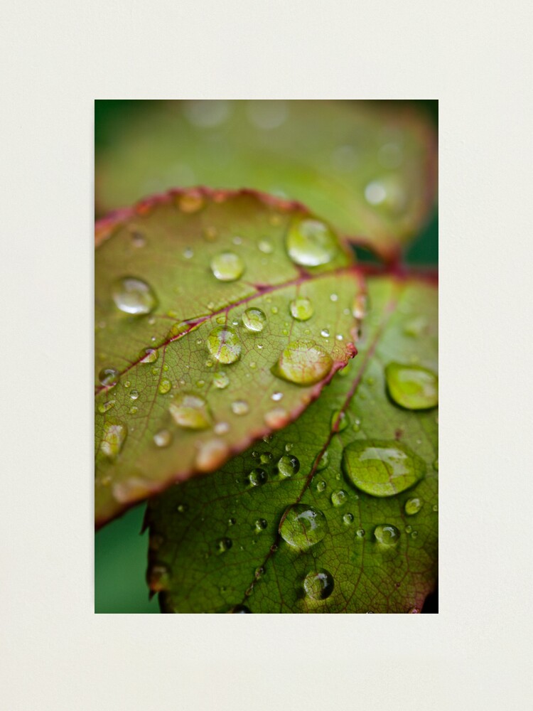 Alternate view of Day 69 - 17th September 2011 Photographic Print