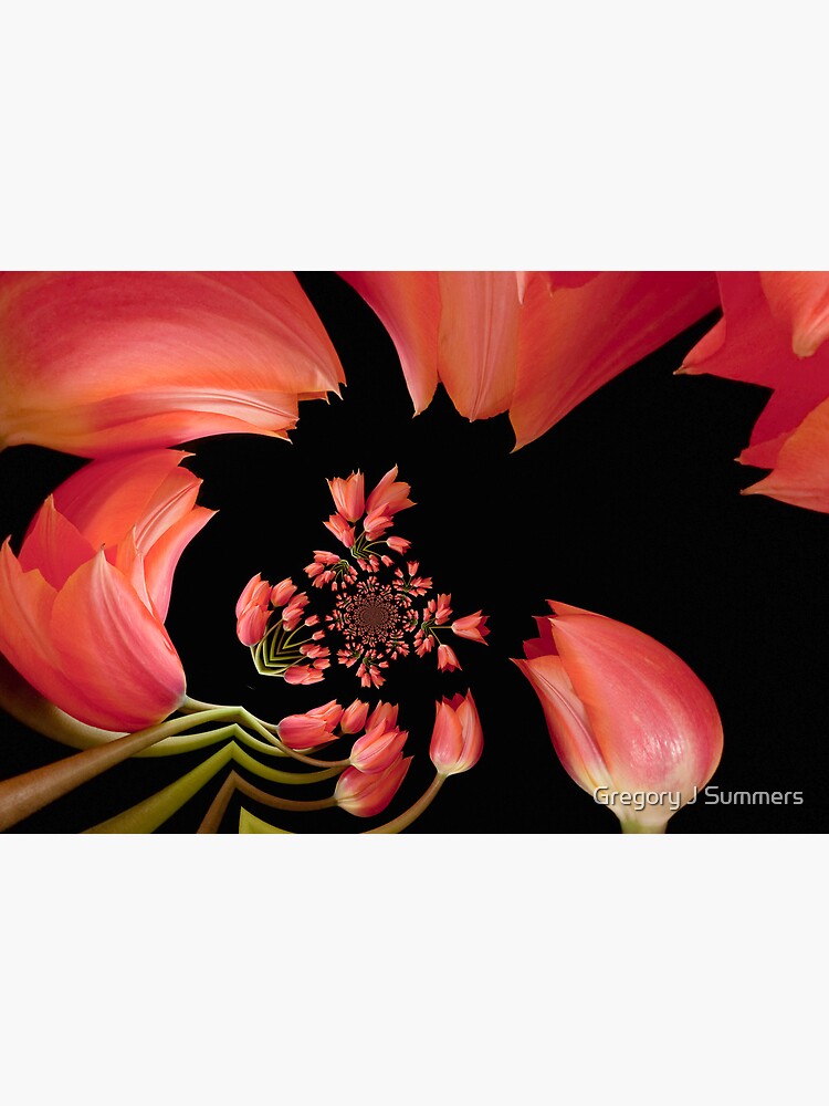 Jitterbug Orange Tulip by nikongreg