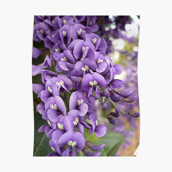Australian Native Plants 11-20 Poster