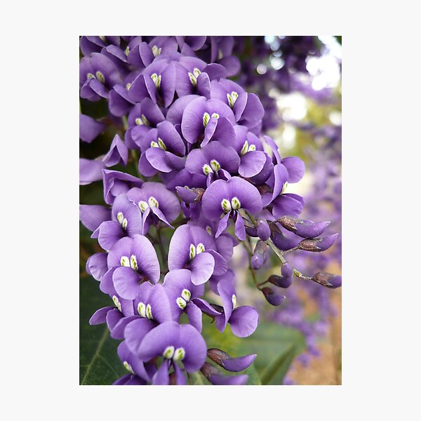 Australian Native Plants 11-20 Photographic Print