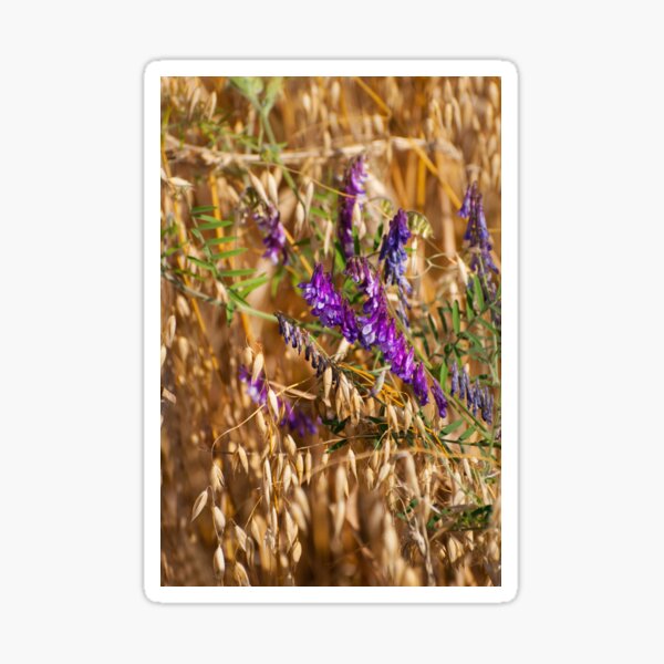 Item preview, oats and Vicia flowers grow designed and sold by Arletta Cwalina.