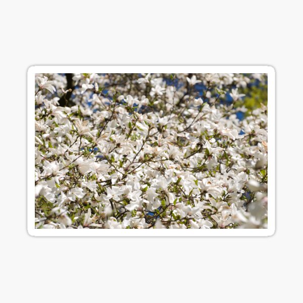 Item preview, White Magnolia blooming bunch designed and sold by Arletta Cwalina.