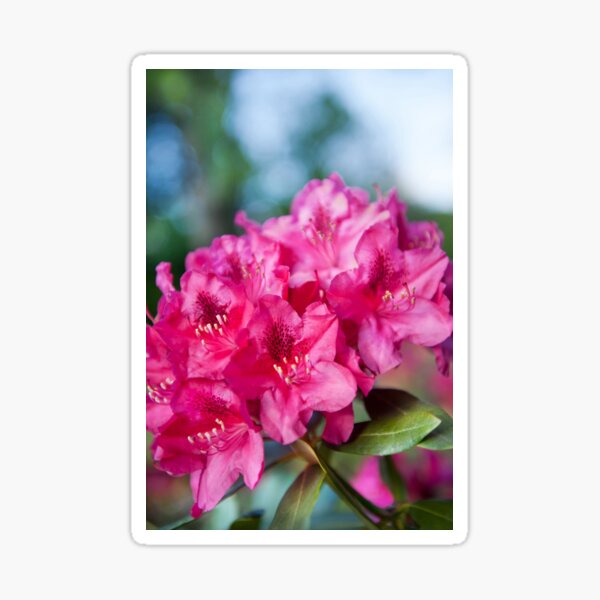 Item preview, Azalea plant bright pink flowers designed and sold by Arletta Cwalina.