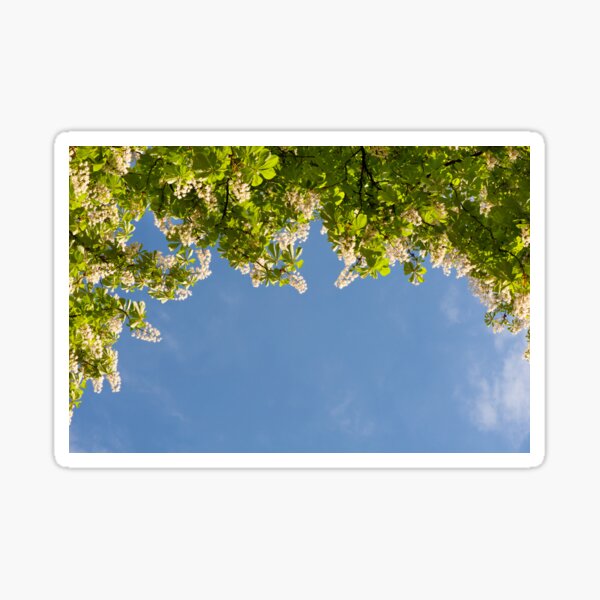 Item preview, View at bright flowers of Aesculus designed and sold by Arletta Cwalina.