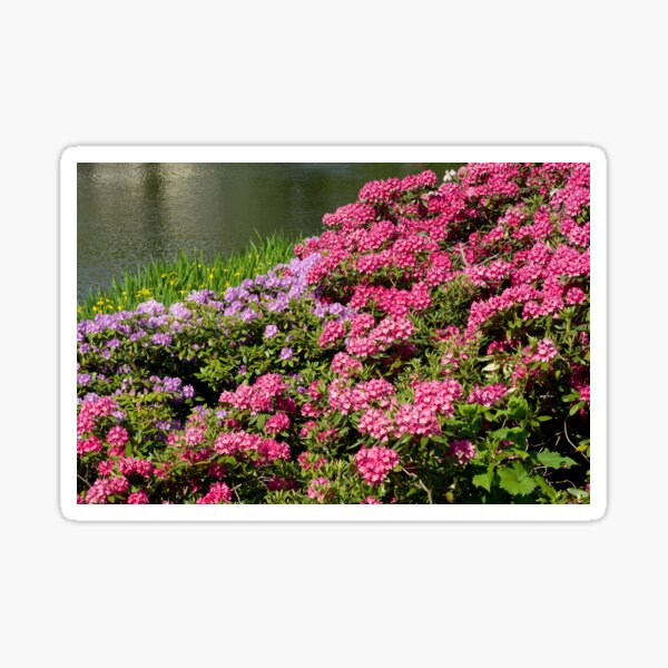 Item preview, Rhododendron named Azalea abloom designed and sold by Arletta Cwalina.