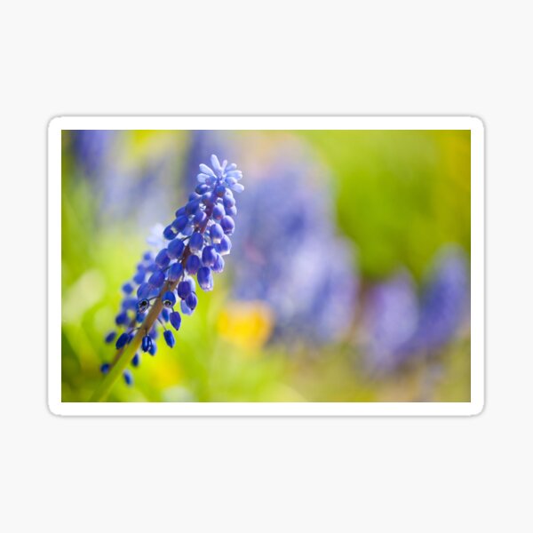 Item preview, One blue Muscari Mill flower  designed and sold by Arletta Cwalina.
