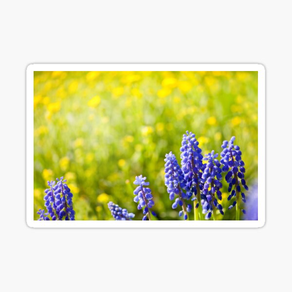 Item preview, Blue Muscari Mill bunches designed and sold by Arletta Cwalina.