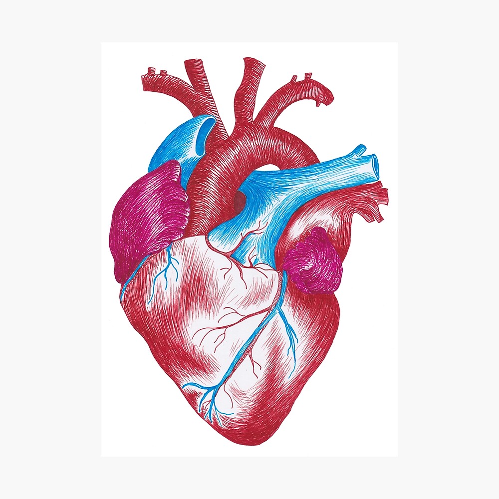 Menschliches Herz Anatonisch Hand Gezeichnet Mit Feder Poster Von Jitkaegressy Redbubble